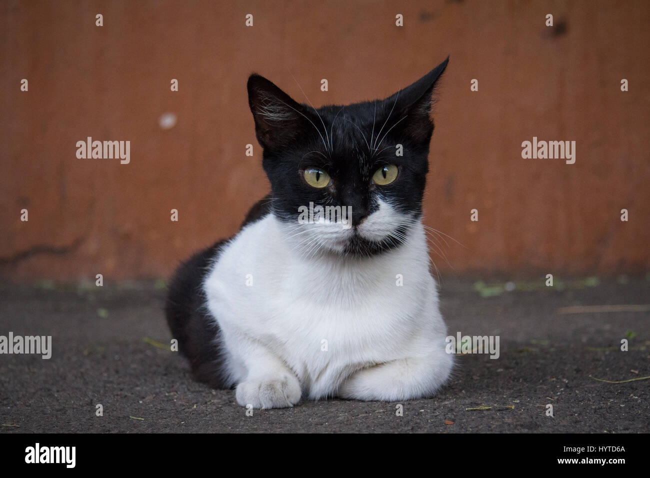 Black And White Cat Festlegung in einer Straße, auf der Suche eine Kamera Bild einer schwarzen und weißen streunende Katze genommen auf einer ukrainischen Straße Stockfoto