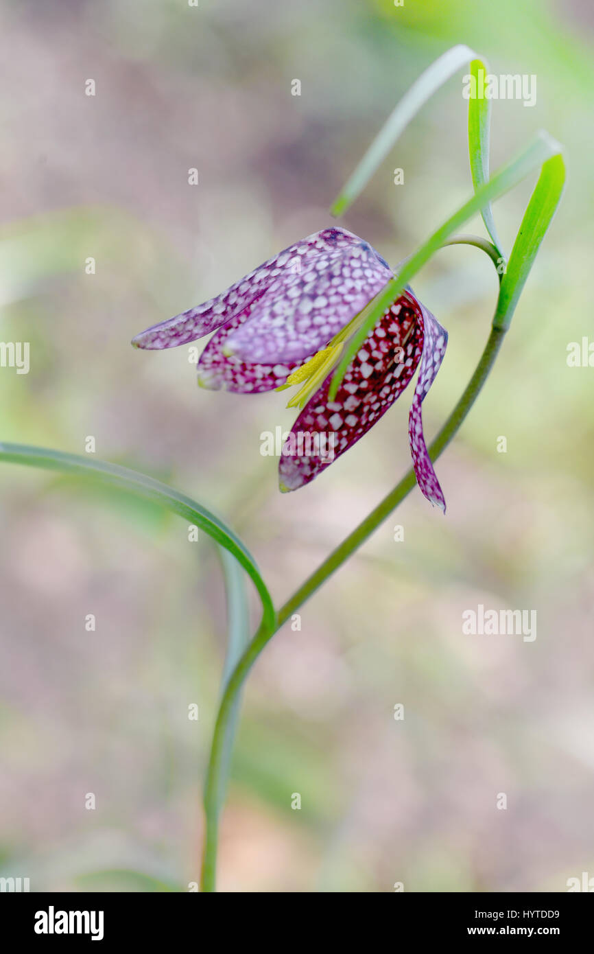 Nahaufnahme Bild von der zarten Blüte Snakeshead Fritillary Frühlingsblume auch bekannt als Fritillaria Meleagris. Stockfoto