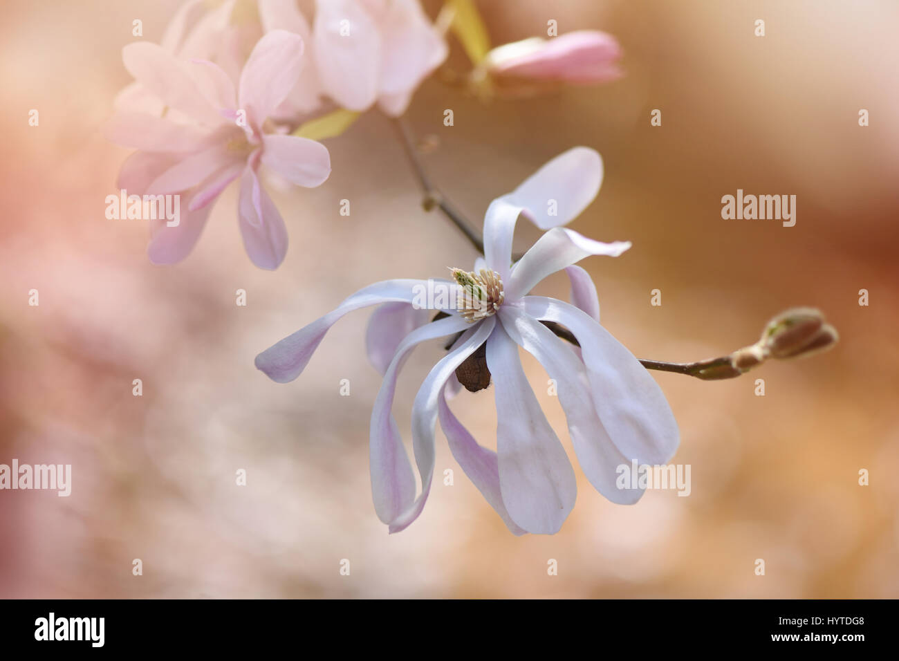 Nahaufnahme Bild der schönen Frühling blühende Magnolia Stellata auch bekannt als die Stern-Magnolie. Stockfoto