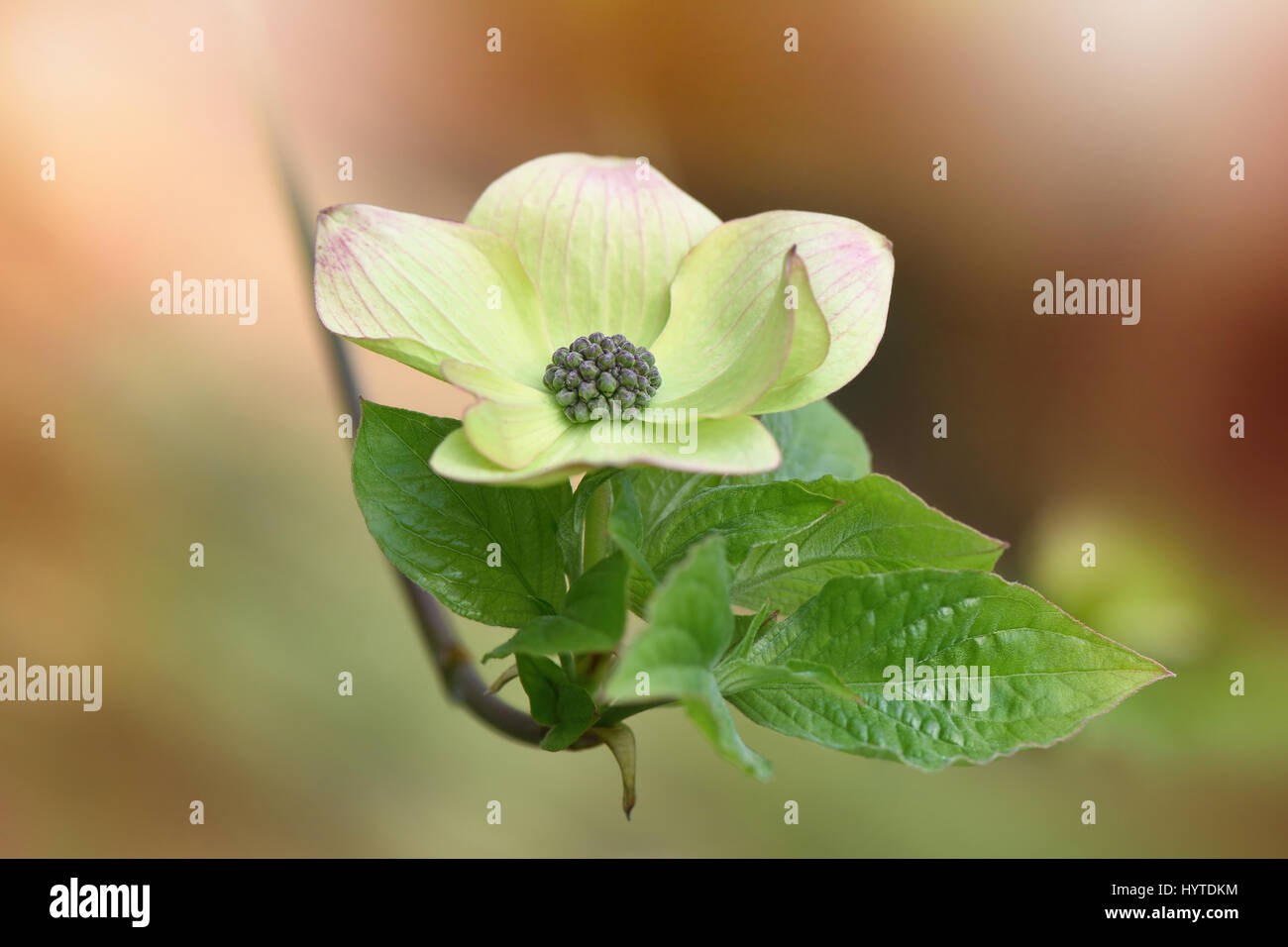 Cornus Nuttallii 'Pink Blush' Feder Blume/Hochblätter gegen einen weichen Hintergrund Stockfoto