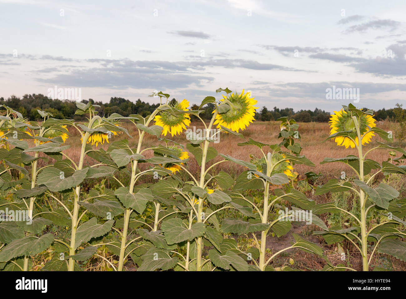 Landschaft mit Sonnenblumen in Folge bei Sonnenuntergang closeup Stockfoto