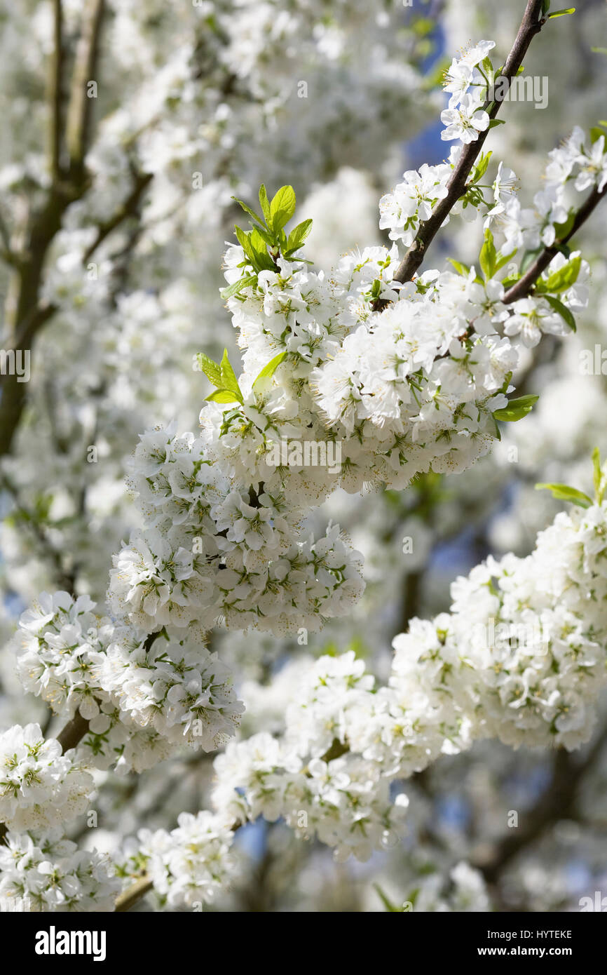 Prunus Domestica. Pflaume 'Opal' Blüte im Frühjahr. Stockfoto
