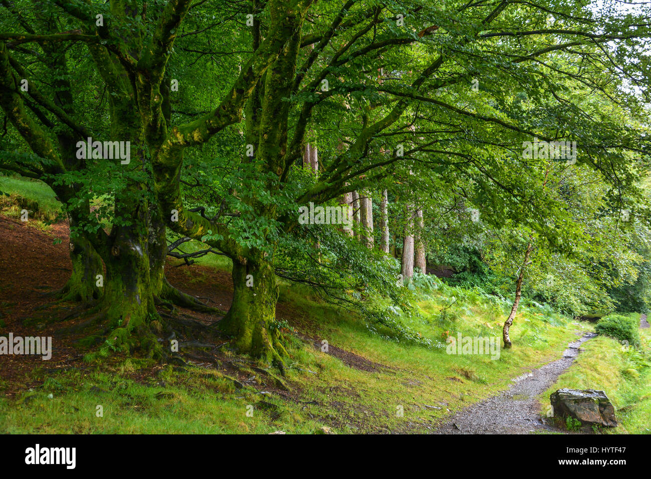 Idyllischer Weg in Glendalough, County Wicklow, Ireland Stockfoto