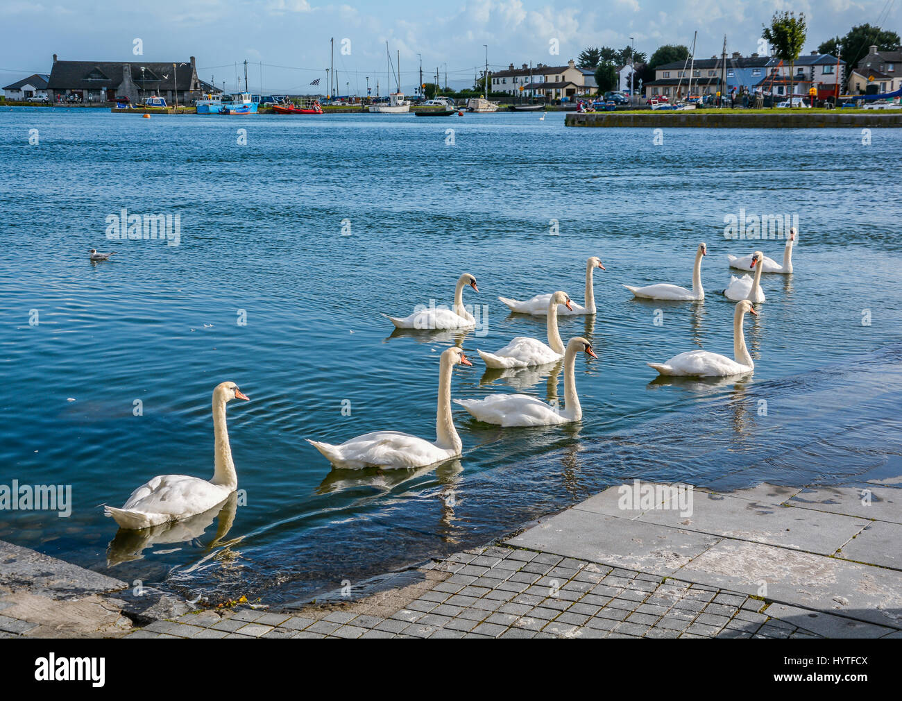 Schwäne roaming im Fluss Corrib, Galway, Irland Stockfoto