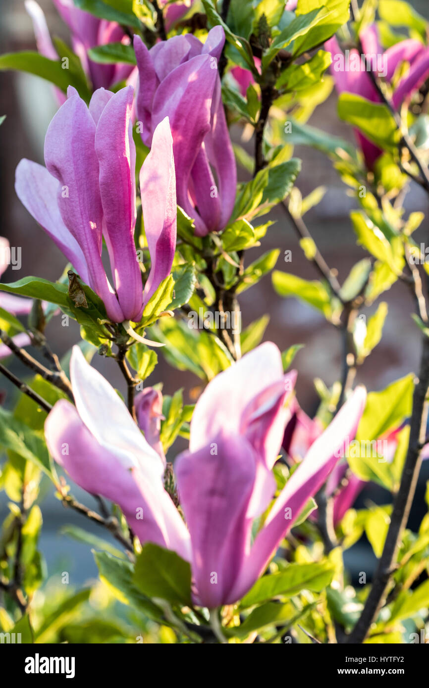 Frühlingsblumen in SE London Garden April 2017 an einem sonnigen Tag Stockfoto
