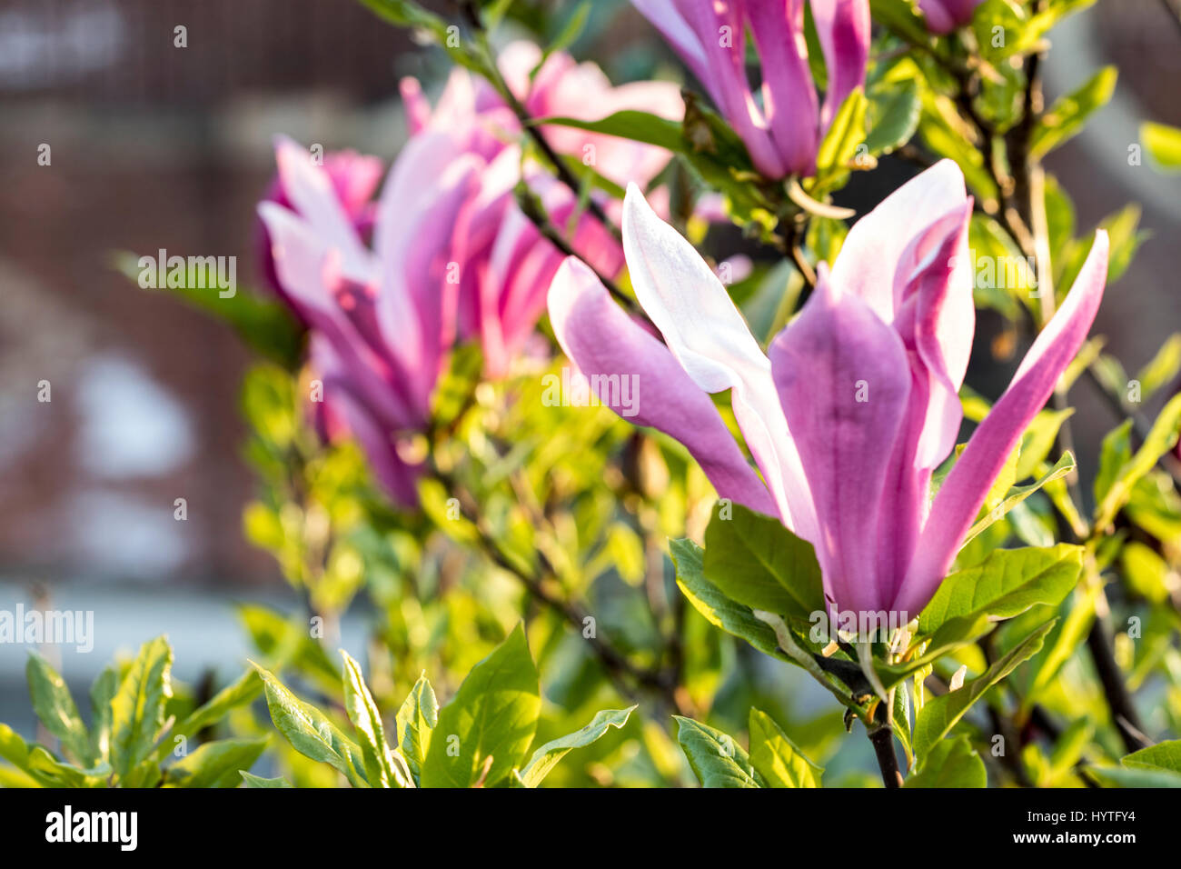 Frühlingsblumen in SE London Garden April 2017 an einem sonnigen Tag Stockfoto