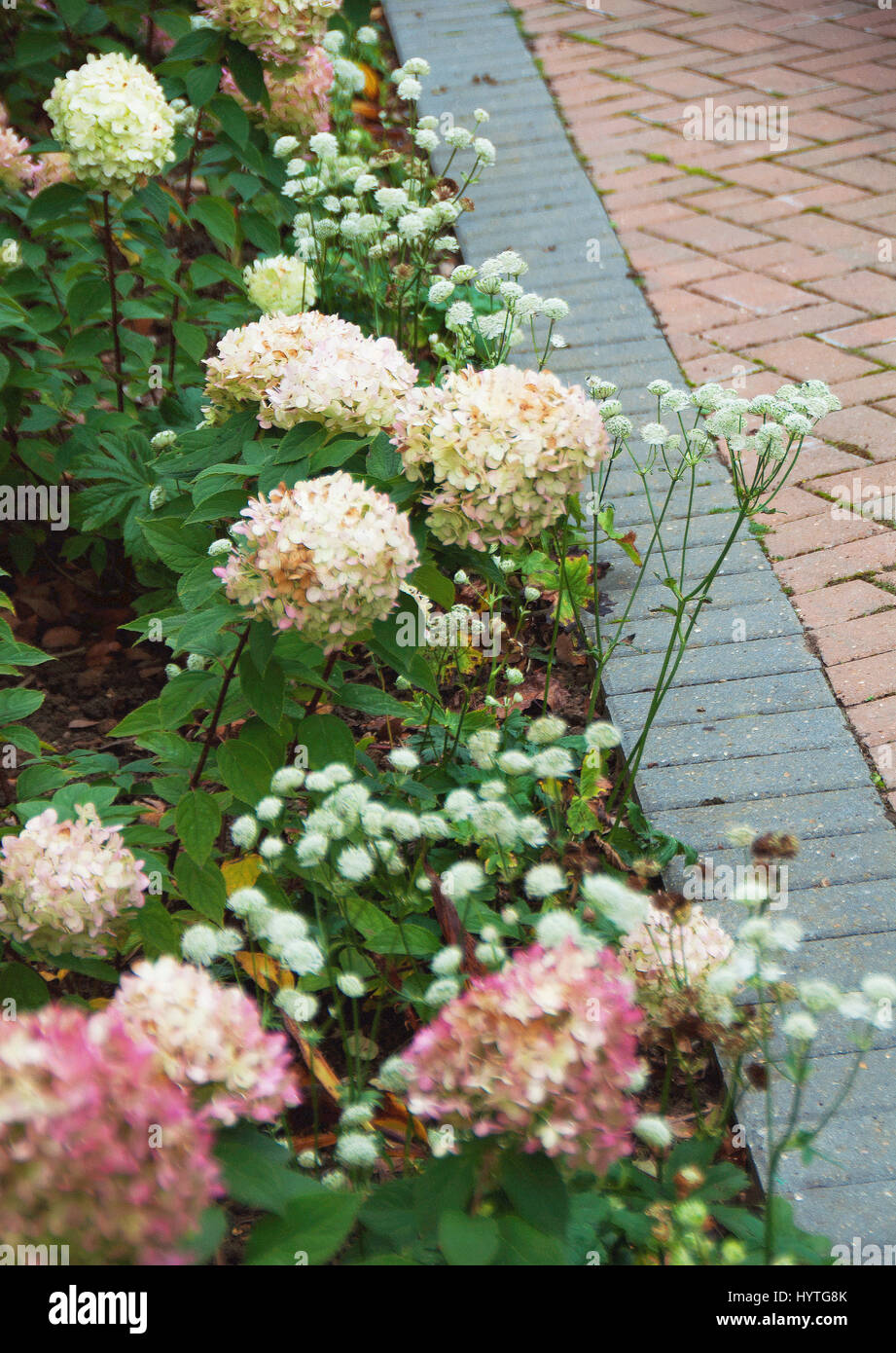 Hortensie Annabelle und weißen Astrantia Kante eine Einfahrt in einen kleinen Garten Stockfoto