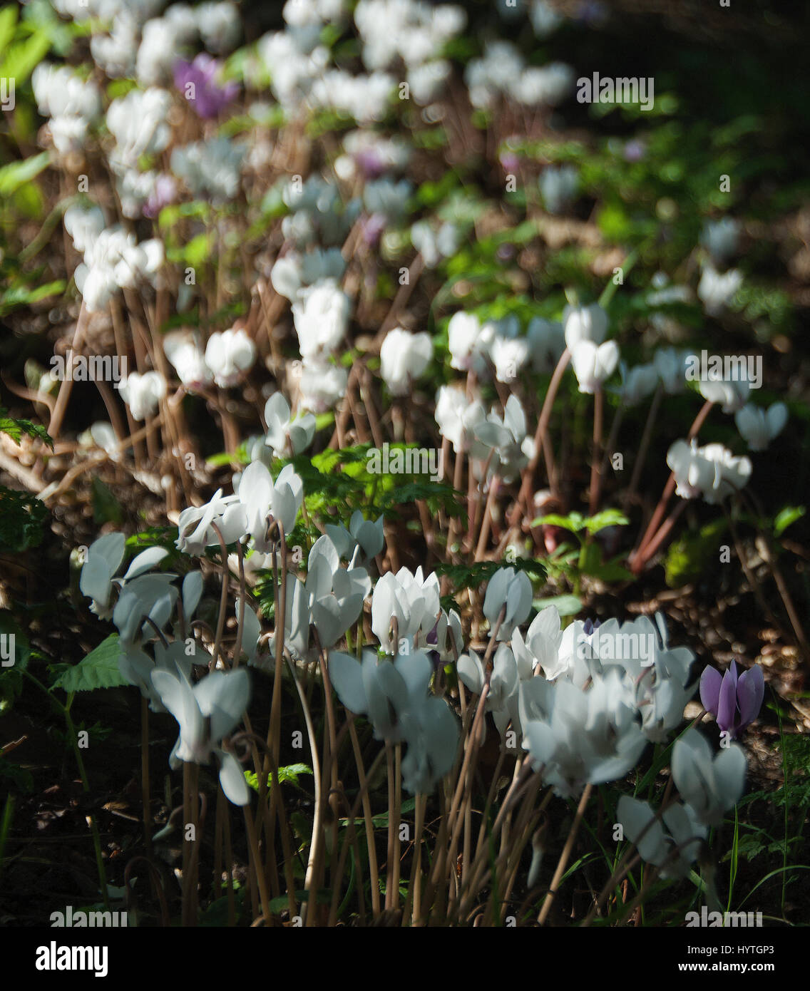Efeu-leaved Alpenveilchen Cyclamen hederifolium Stockfoto