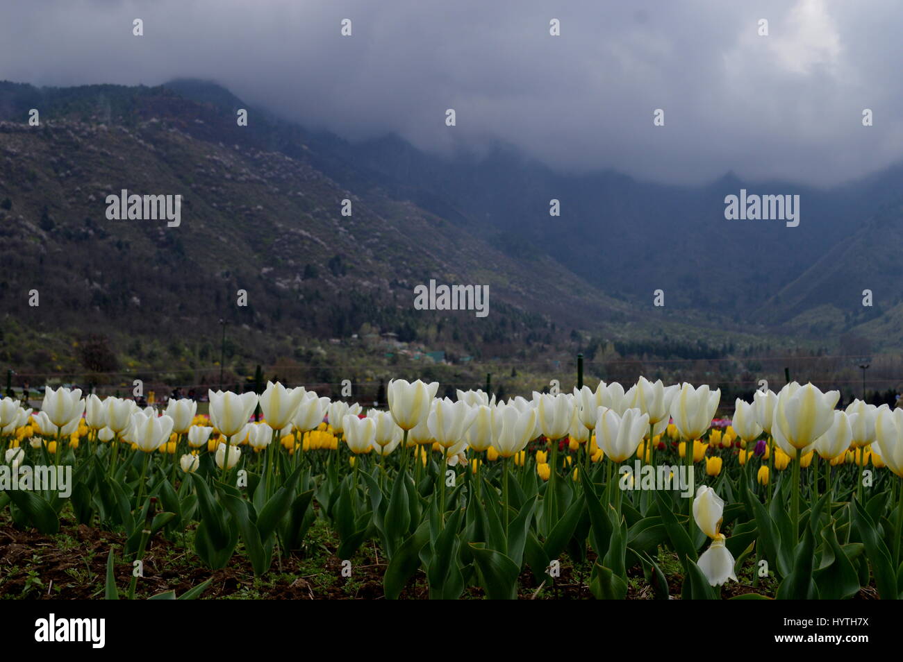 Tulpen stehen in voller Blüte zu Siraj Bagh, angeblich der größte Tulpe Garten in Asien, am Stadtrand von Srinagar, indischen gesteuert Kaschmir, Samstag, am 1. April 2017 für 15 Tage Festivals eröffnet. Verteilt auf einer Fläche von ca. 12 ha, Tulip Garden in Kaschmir ist eines der größten Tulpe Gärten Asiens und ist eine Hauptattraktion für Touristen zu Hause und im Ausland geworden. Kaschmir, bekannt für seine Berge, Seen, Wälder und gemäßigten Wetter gehörte zu Asien der beliebtesten Touristenziele bis eine moslemische Separatistbewegung in der Region im Jahr 1989 brach behaupten Tausende von Menschenleben. (Pho Stockfoto