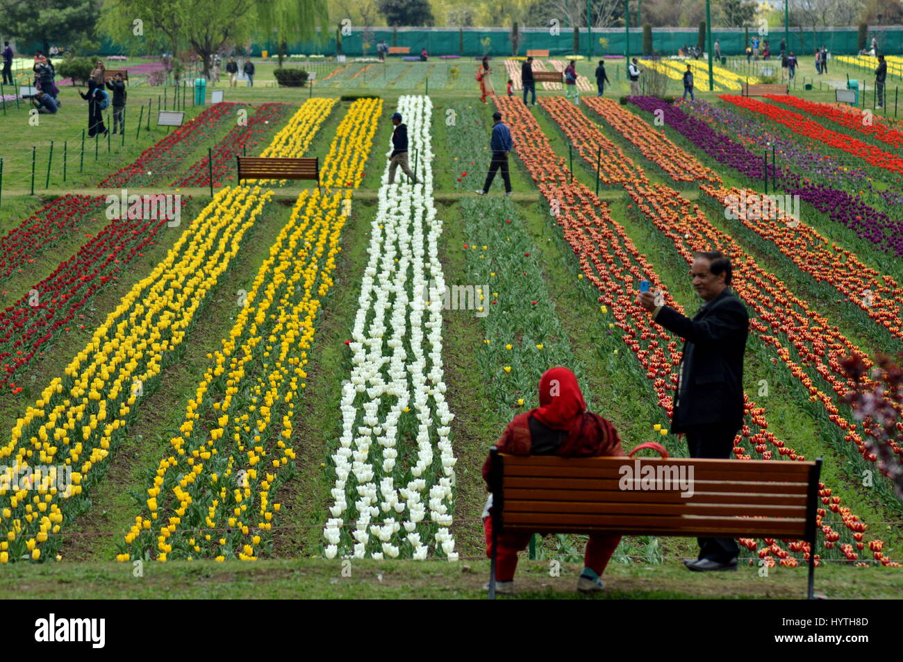 Srinagar, Indien. 6. April 2017. Ein Mann nimmt eine Selfie während der Saisoneröffnung Siraj Bagh, behauptet, die größte Tulpe Garten in Asien, am Stadtrand von Srinagar, Indien kontrollierten Kaschmir, Samstag, 1. April 2017. Kaschmir, bekannt für seine Berge, Seen, Wälder und gemäßigten Wetter war einer der beliebtesten Reiseziele Asiens bis eine moslemische Separatistbewegung in der Region im Jahr 1989 brachen Tausende lebt Credit: Zahid Bhat/Pacific Press/Alamy Live News Stockfoto