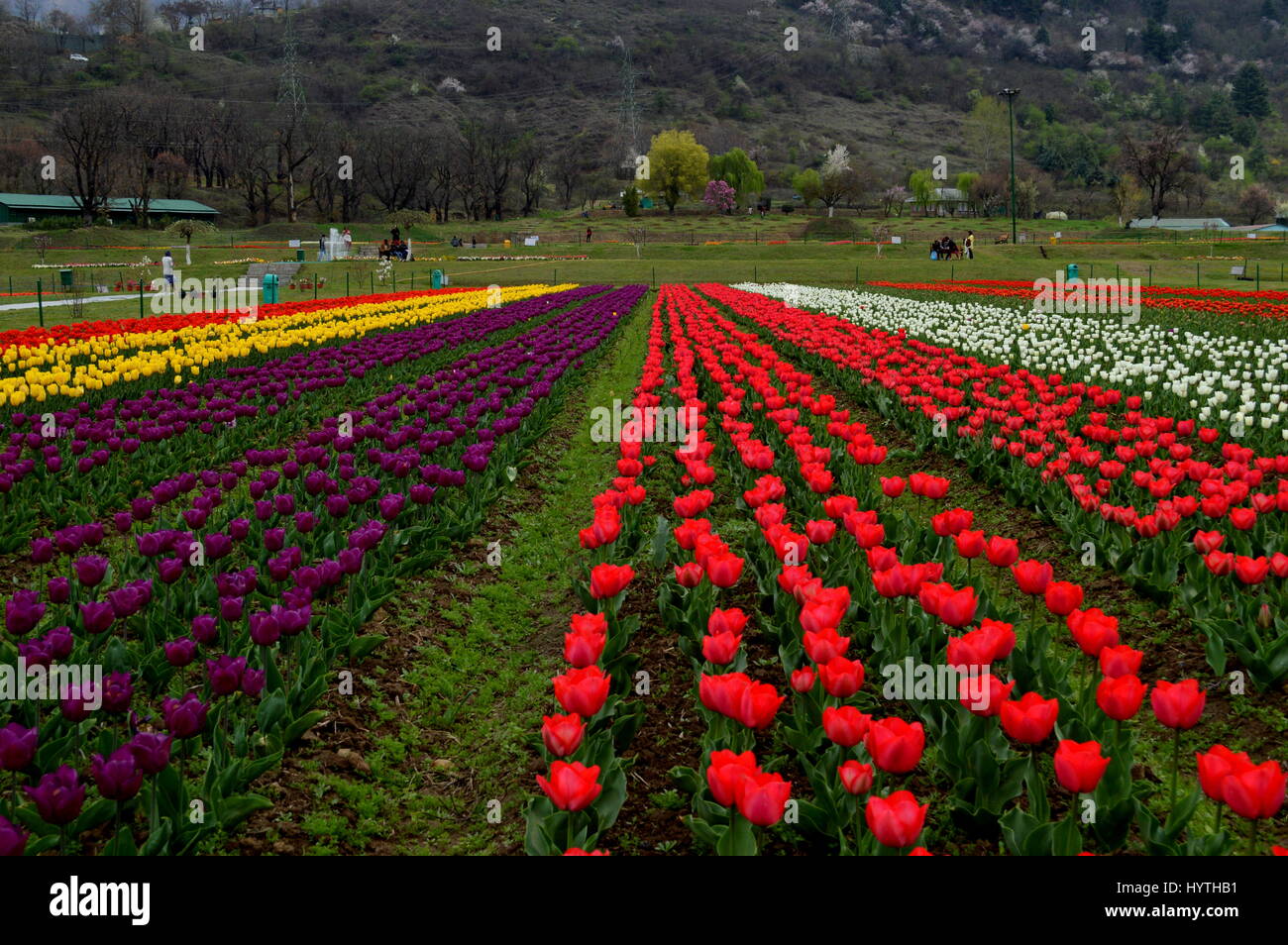 Tulpen stehen in voller Blüte zu Siraj Bagh, angeblich der größte Tulpe Garten in Asien, am Stadtrand von Srinagar, indischen gesteuert Kaschmir, Samstag, am 1. April 2017 für 15 Tage Festivals eröffnet. Verteilt auf einer Fläche von ca. 12 ha, Tulip Garden in Kaschmir ist eines der größten Tulpe Gärten Asiens und ist eine Hauptattraktion für Touristen zu Hause und im Ausland geworden. Kaschmir, bekannt für seine Berge, Seen, Wälder und gemäßigten Wetter gehörte zu Asien der beliebtesten Touristenziele bis eine moslemische Separatistbewegung in der Region im Jahr 1989 brach behaupten Tausende von Menschenleben. (Pho Stockfoto