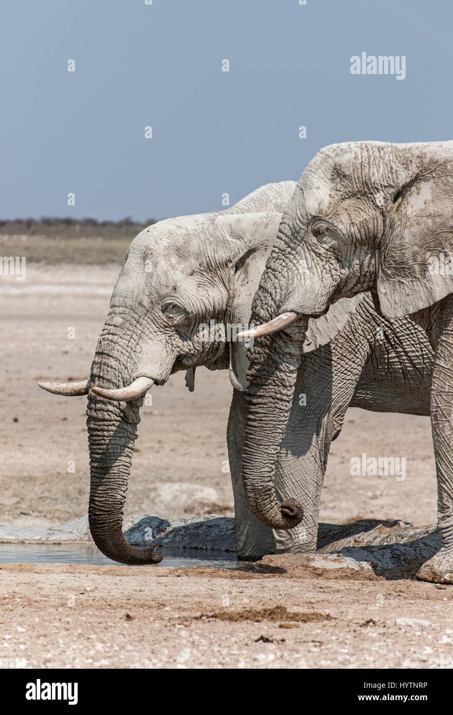 Elefant: Loxodonta Africana. Etosha, Namibia. Stockfoto