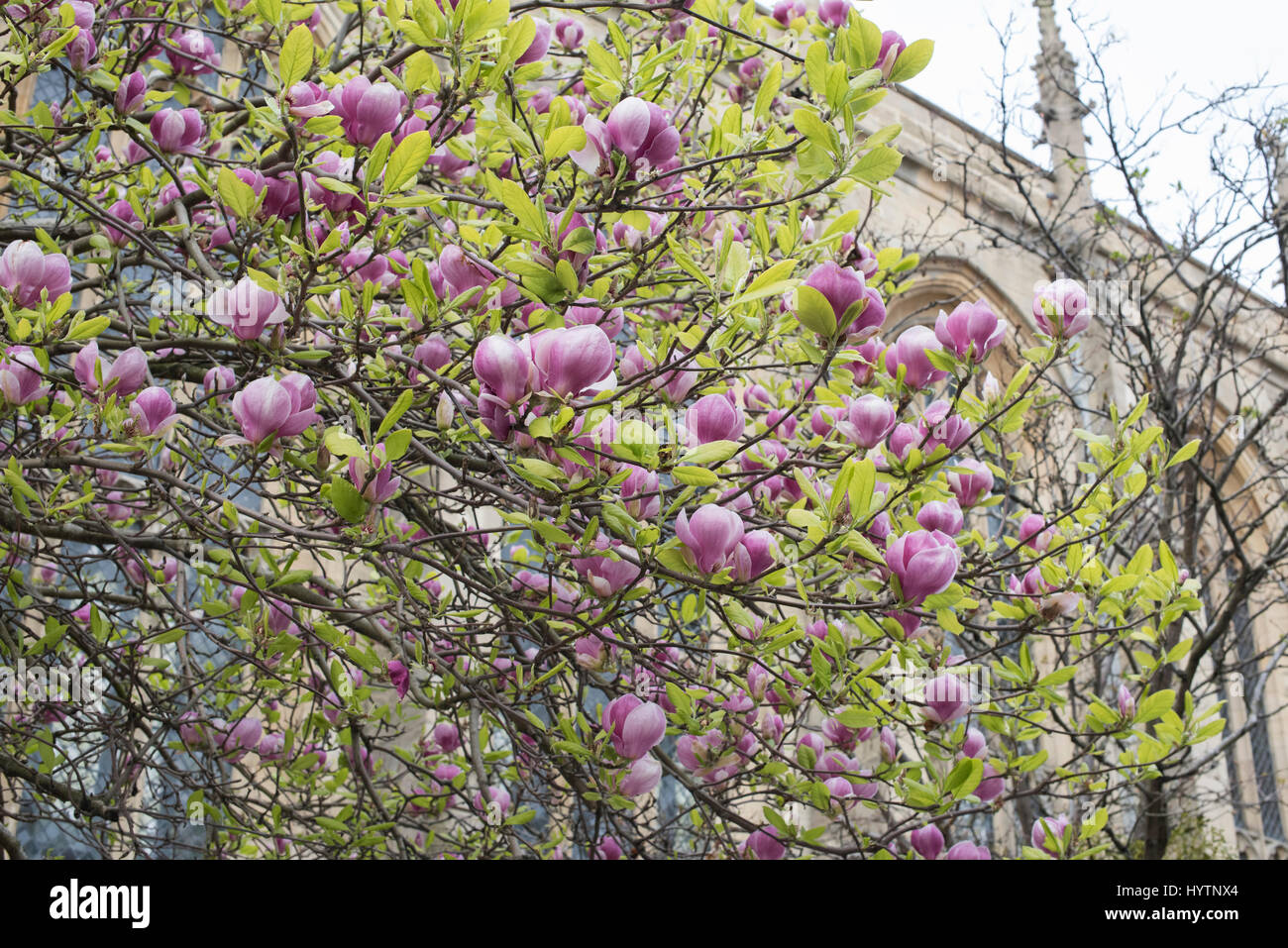 Magnolie vor der Oxford Universität Kirche St. Mary die Jungfrau im Frühjahr. Oxford, Oxfordshire, England Stockfoto