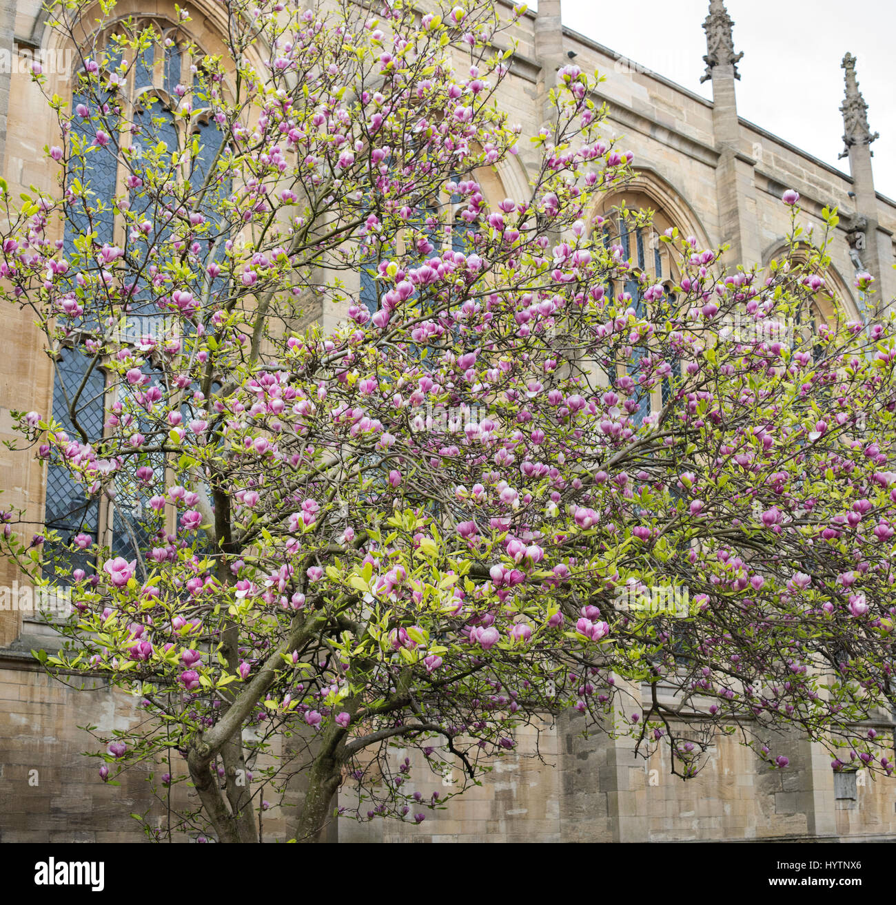 Magnolie vor der Oxford Universität Kirche St. Mary die Jungfrau im Frühjahr. Oxford, Oxfordshire, England Stockfoto