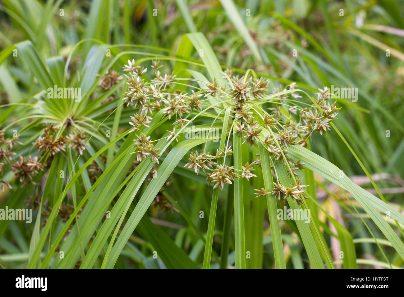 Blühende Tsiperus Cyperus L.. Makro-Foto. Stockfoto