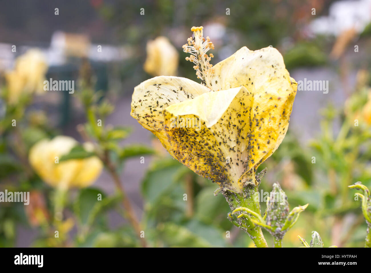 Schmierlaus auf Hibiskusblüte. Insekt Blattlausbefall zu Pflanzen. Dicke Stockfoto