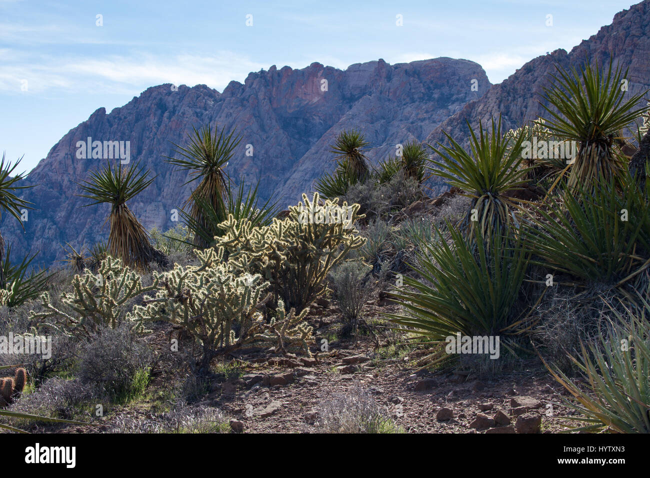 Yucca und cholla-Kakteen bedecken einen felsigen Wüstenhang mit zerklüfteten Bergklippen, die sich im Hintergrund unter klarem blauem Himmel in diesem trockenen Land erheben. Stockfoto
