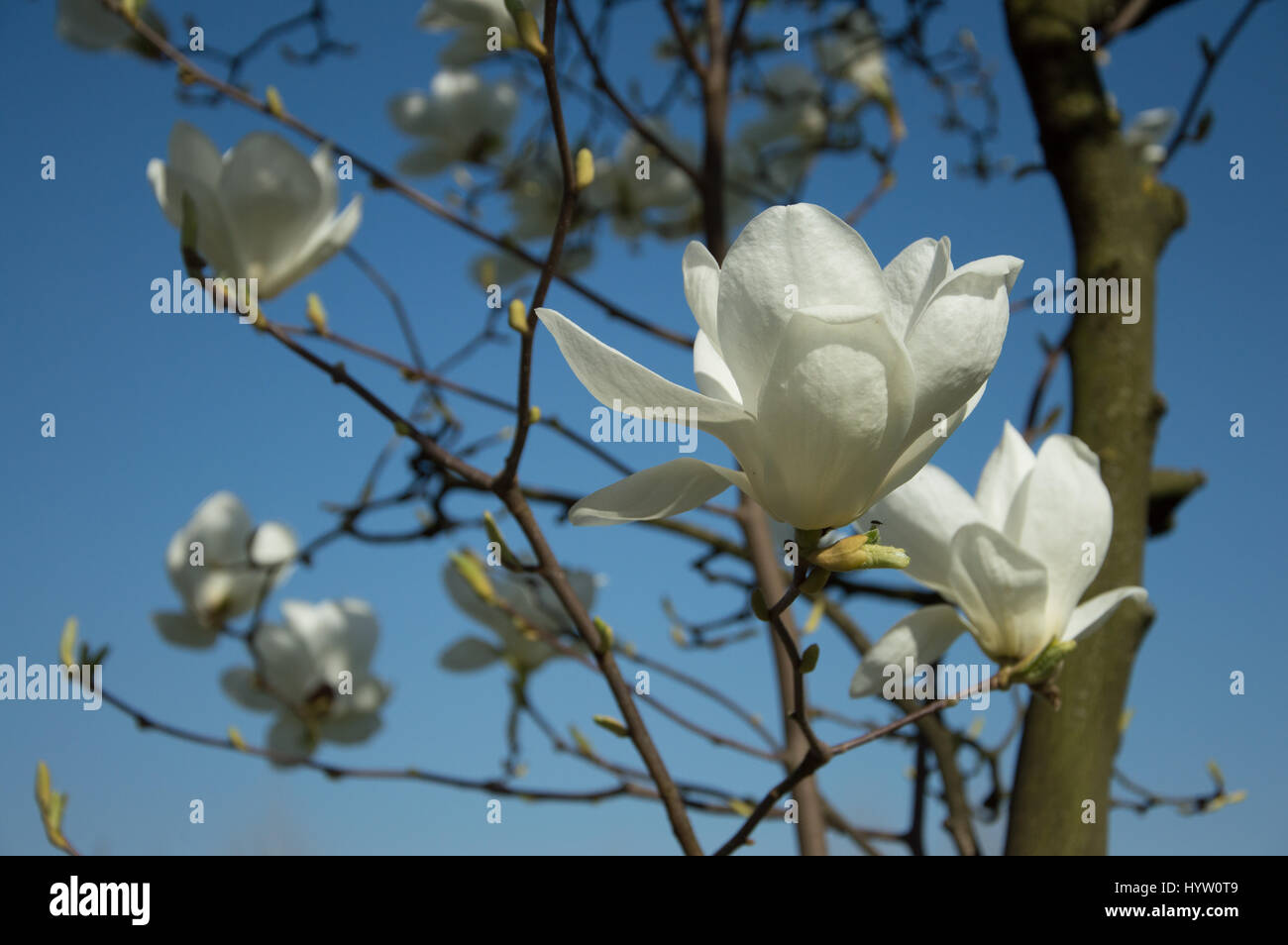 Blick auf weißen Blüten im Frühjahr, Veneto-Italien Stockfoto