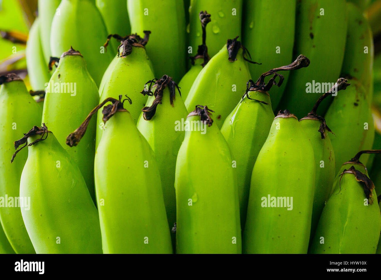 Nahaufnahme von grünen Bananen Stockfoto