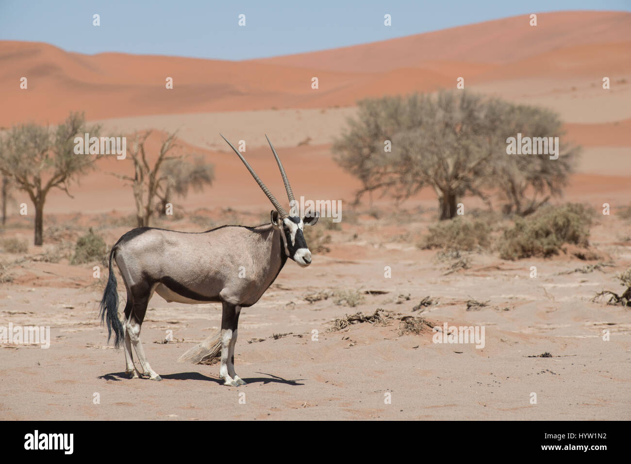 Oryx-Antilopen oder Gemsbok (Oryx Gazella) Namibia Stockfoto