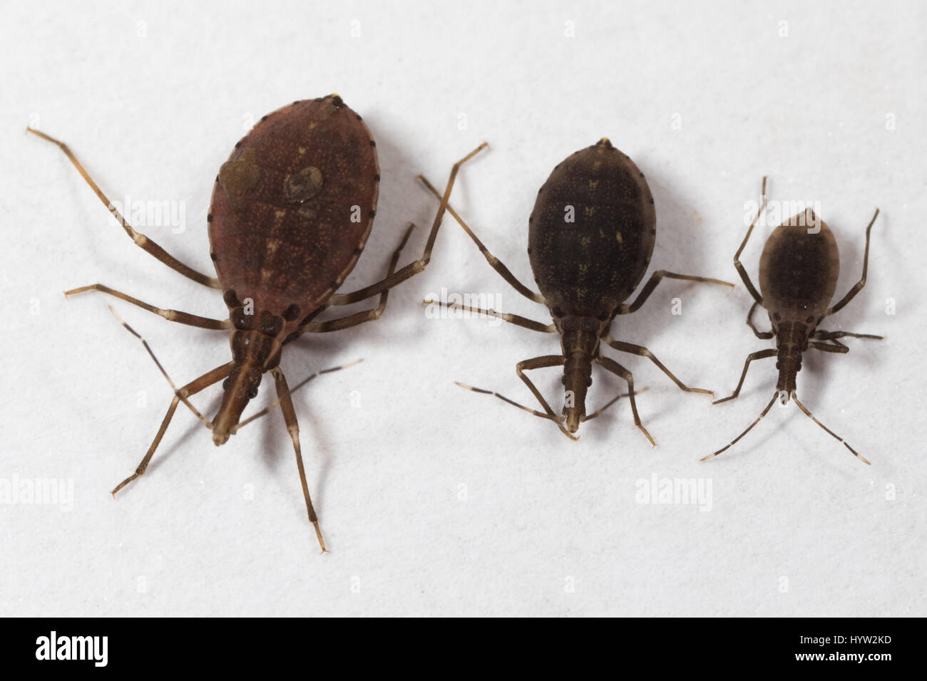 Größenvergleich des 2., 3. & 4. Instar Nymphen von Rhodnius Prolixus (Kissing Bugs) - das Insekt, das Chagas-Krankheit überträgt Stockfoto