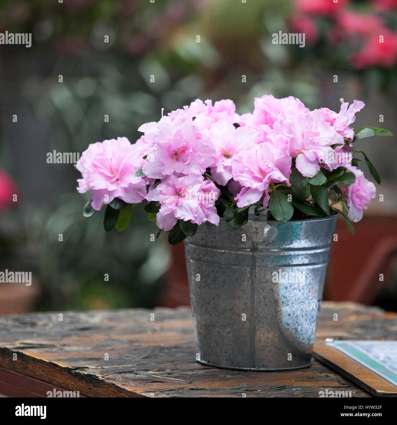Indische Azalee (Rhododendron Simsii), blhende Topfpflanze im Pot als  Dekoration des Tisches im caf Stockfotografie - Alamy