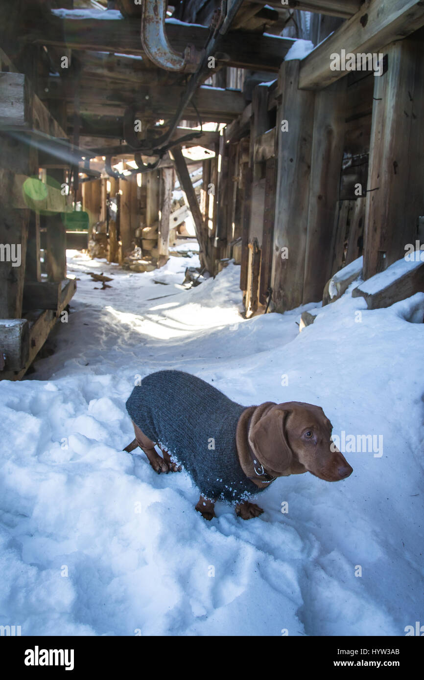 Ein Porträt von eine schöne braune Dackel Hund im winter Stockfoto