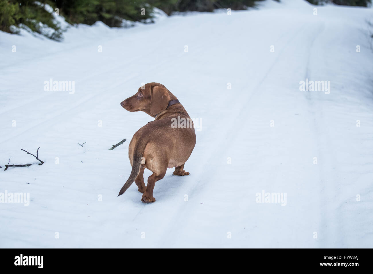 Ein Porträt von eine schöne braune Dackel Hund im winter Stockfoto