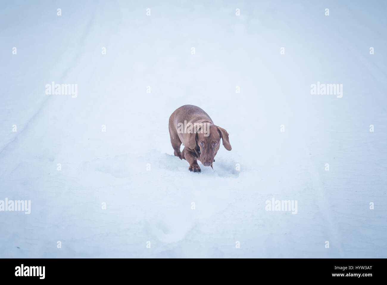 Ein Porträt von eine schöne braune Dackel Hund im winter Stockfoto
