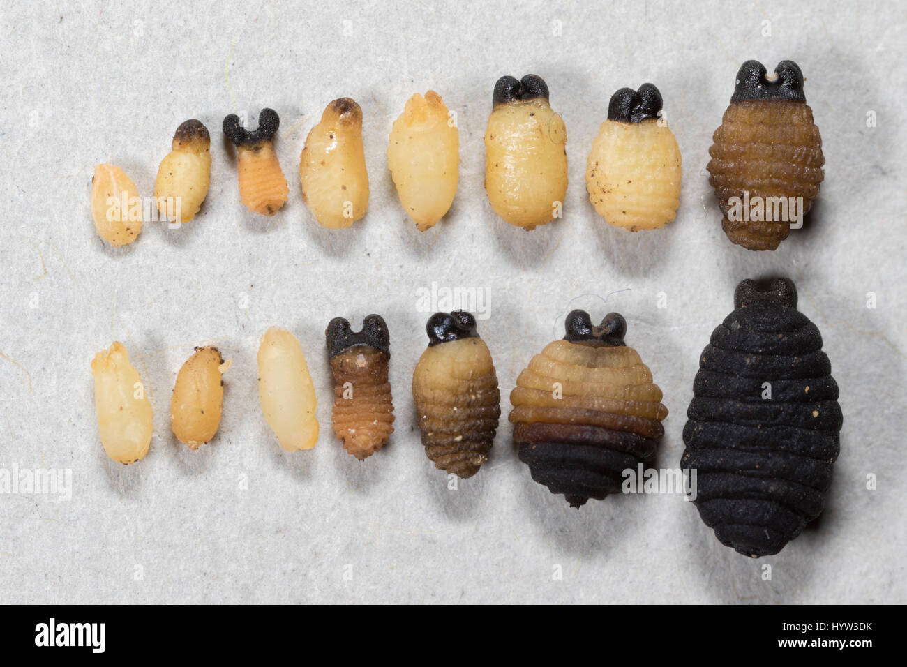 Vergleich aus einer Auswahl von abgebrochenen Tsetse-Fliege (Glossina Morsitans) Larven Schwangerschaften zeigen, reichen von 1. Instar fast vollständig entwickelt Stockfoto