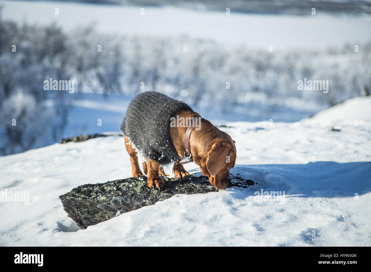 Eine schöne braune Dackel Hund mit einem Strickpullover stehen auf dem Felsen im Schnee Stockfoto