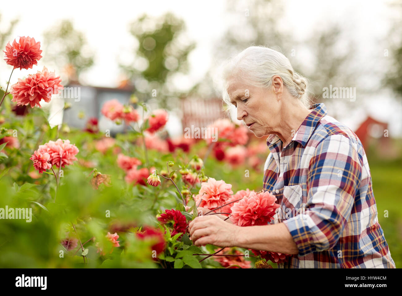 ältere Frau mit Blumen im Sommergarten Stockfoto