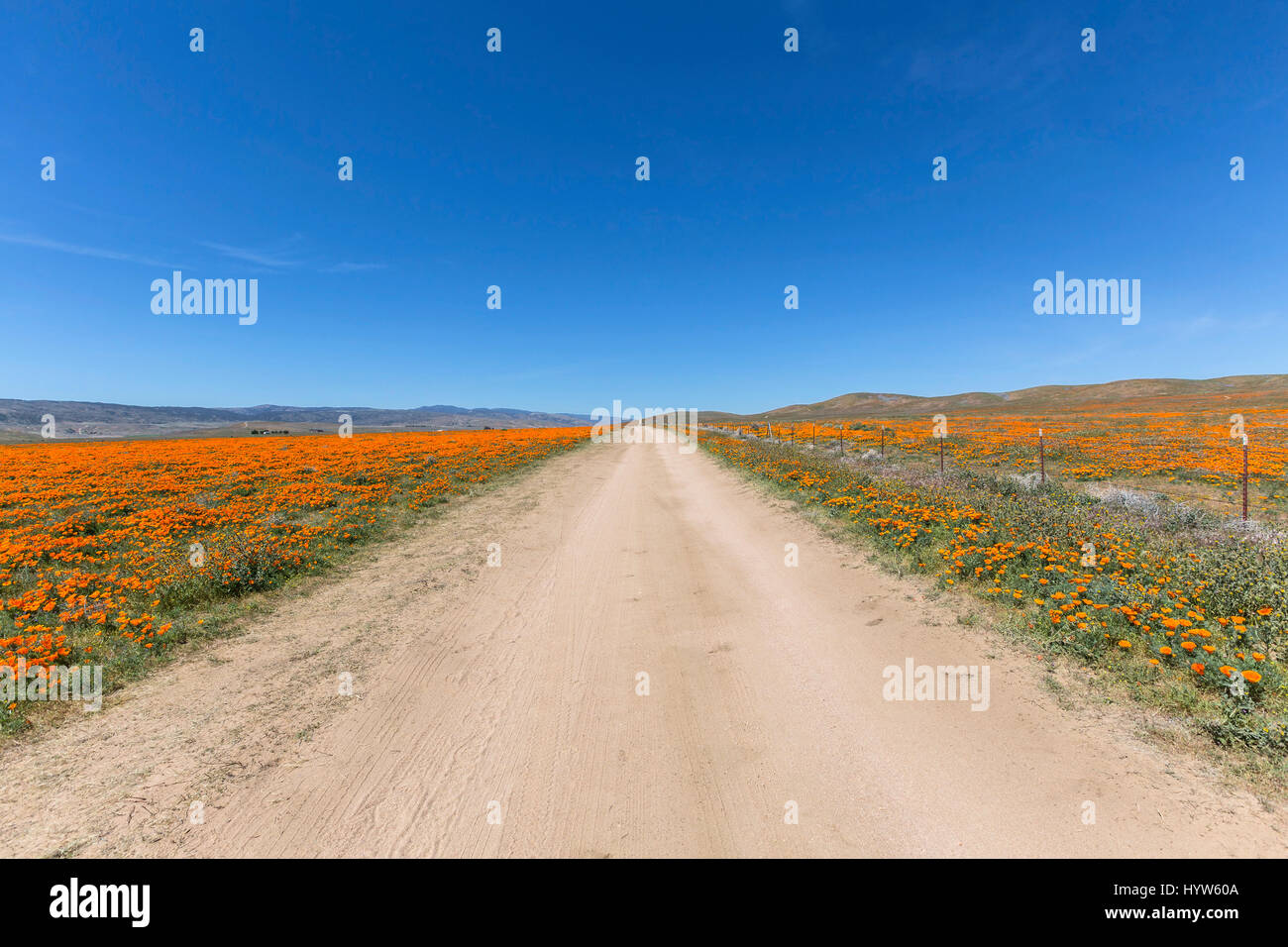 Feldweg durch wilde Mohnfelder in der Nähe von Lancaster Kalifornien. Stockfoto