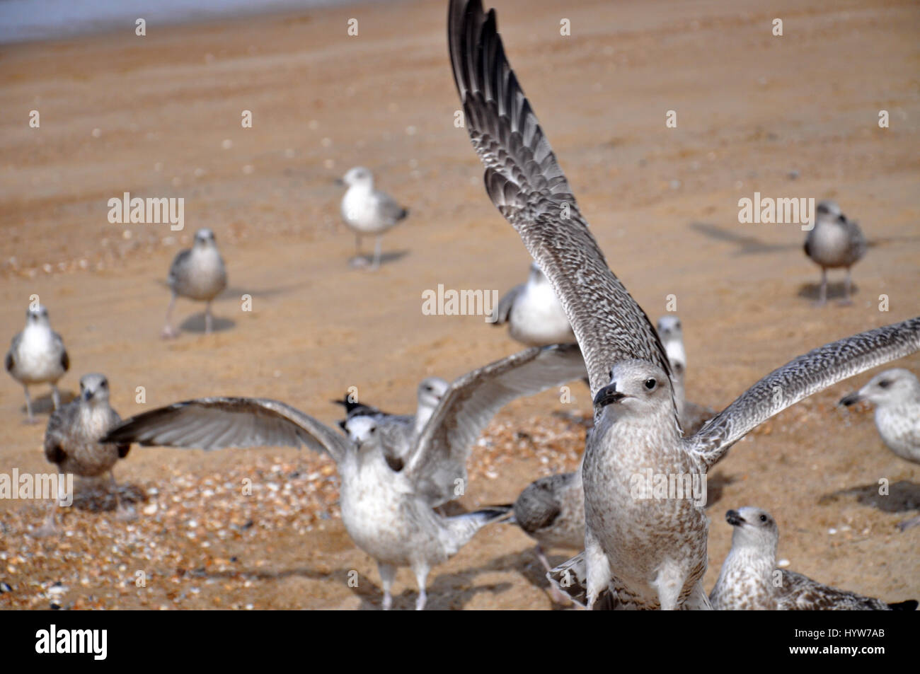 Möwen in Ostende - Feading Vögel Stockfoto