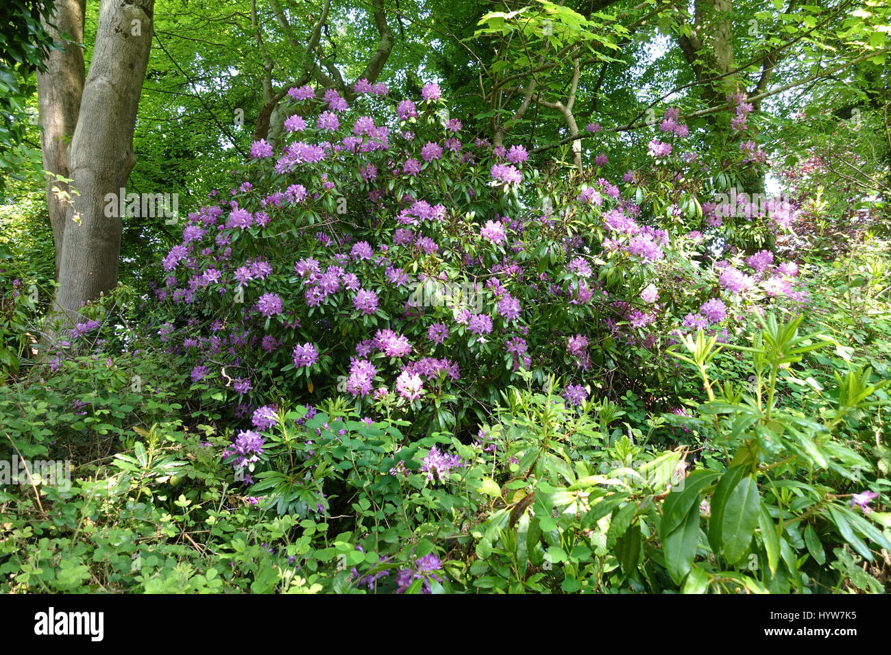 Rhododendron Baum Blüte auf einem Frühling Stockfoto