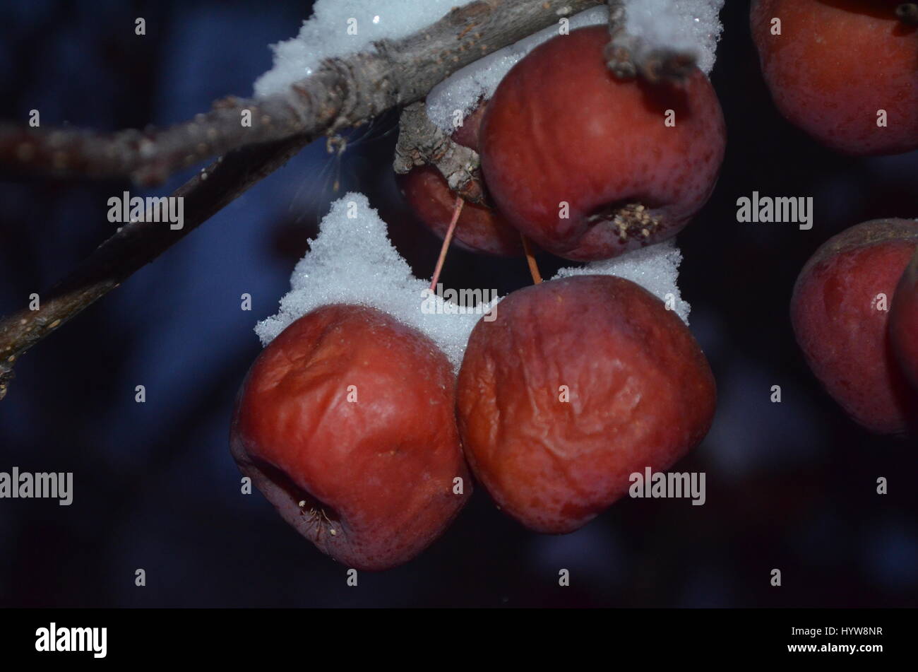 PIN Kirsche mit Schnee bedeckt. Stockfoto