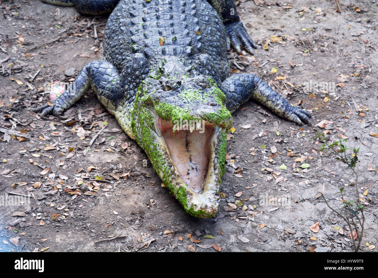 Krokodil im zoo Stockfoto