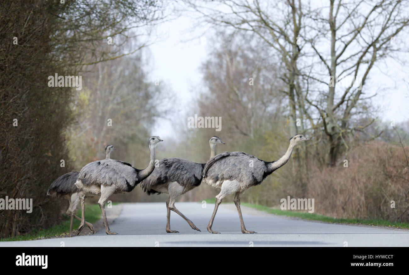 Eine Gruppe von wilden Nandus kann auf einem Feld zwischen Schlagsdorf und Utecht, Deutschland, 31. März 2017 gesehen werden. Europas einzige wilde Rhea Bevölkerung beherrscht die Wintermonaten und derzeit wächst. Mehr als 220 Tiere wurden Ende März an der Grenze zwischen Mecklenburg-Vorpommern und Schleswig-Holstein in Norddeutschland gezählt. Foto: Christian Charisius/dpa Stockfoto