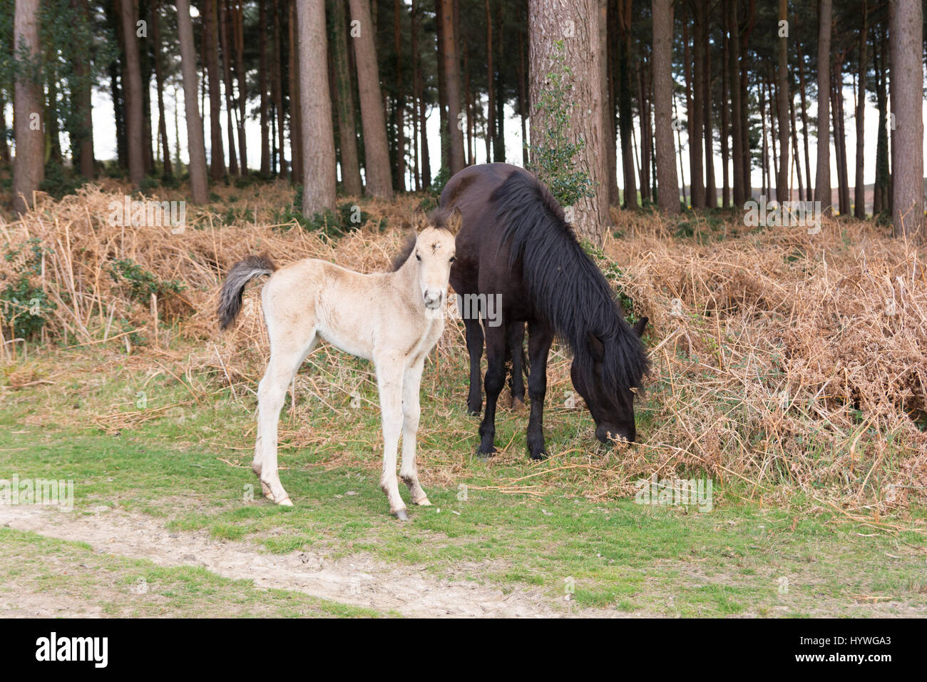 Schwarzes Pony mit weißem Fohlen, New Forest, Hampshire, Großbritannien, April. Stockfoto