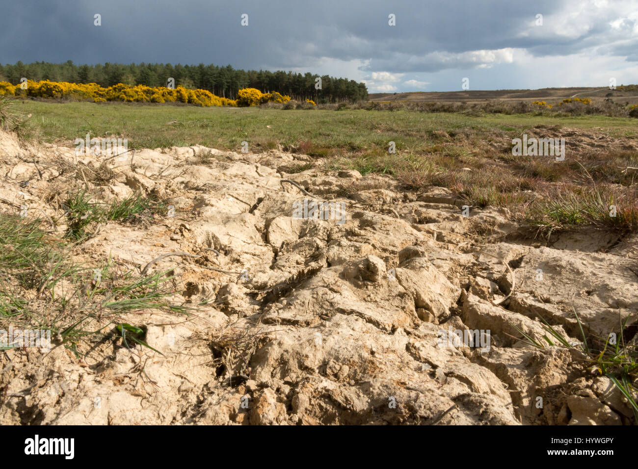 Trockener, rissiger Boden während der Trockenheit, New Forest, Hampshire, Großbritannien, April 2017. Stockfoto