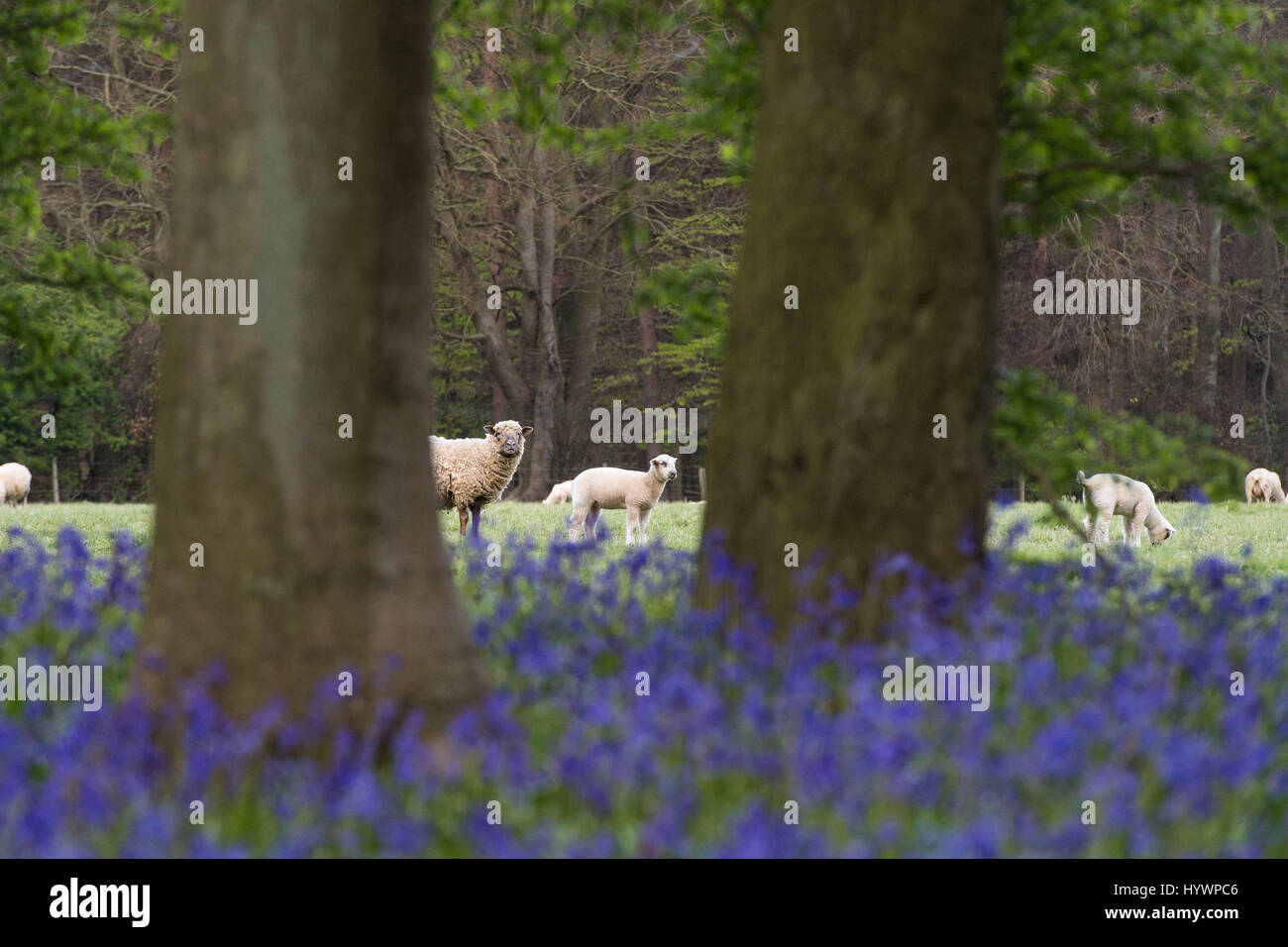 HERTFORDSHIRE, GROßBRITANNIEN. 25. April 2017. Glockenblumen in voller Blüte in Dockey Wood auf dem Ashridge Anwesen. Arbeit wird unternommen, um zu schützen die Glockenblumen und ermutigen die Besucher auf den markierten Wanderwegen bleiben. Stockfoto