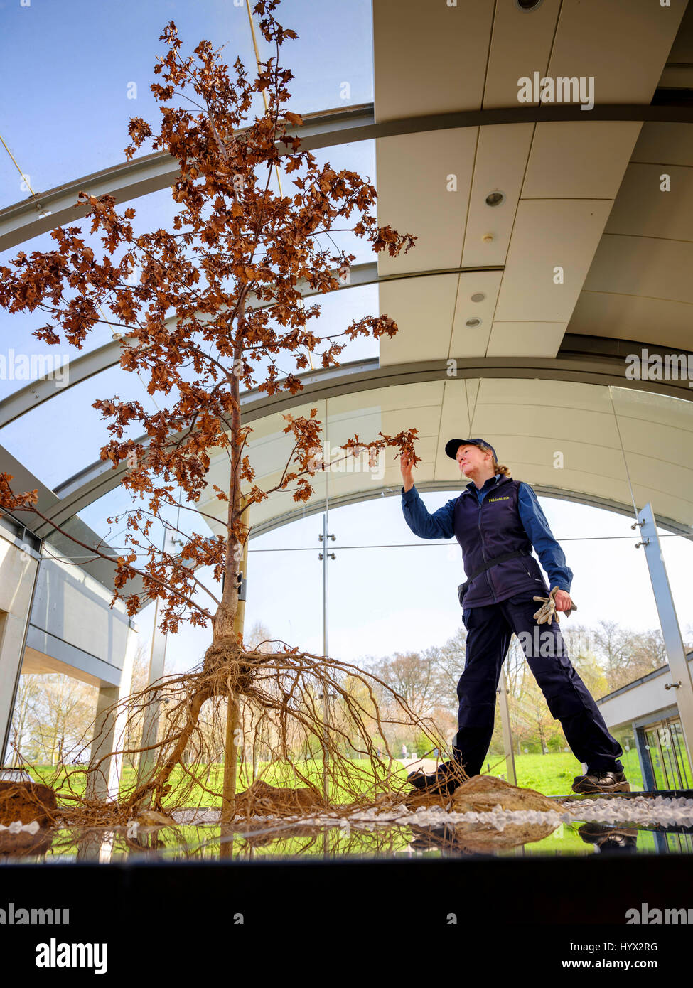Wakehurst, UK. 7. April 2017. Wakehurst - Royal Botanic Gardens. Start der neuen Ausstellung im Millennium Seed Bank - Geheimnis Strukturen läuft ab sofort bis März 2018 Botanischer Gärtner Carol Hart mit dem Oak Tree-Exponat hat vor kurzem auf der BBC gekennzeichnet und ist komplett mit Wurzel-System zu sehen. Bildnachweis: Jim Holden/Alamy Live-Nachrichten Stockfoto