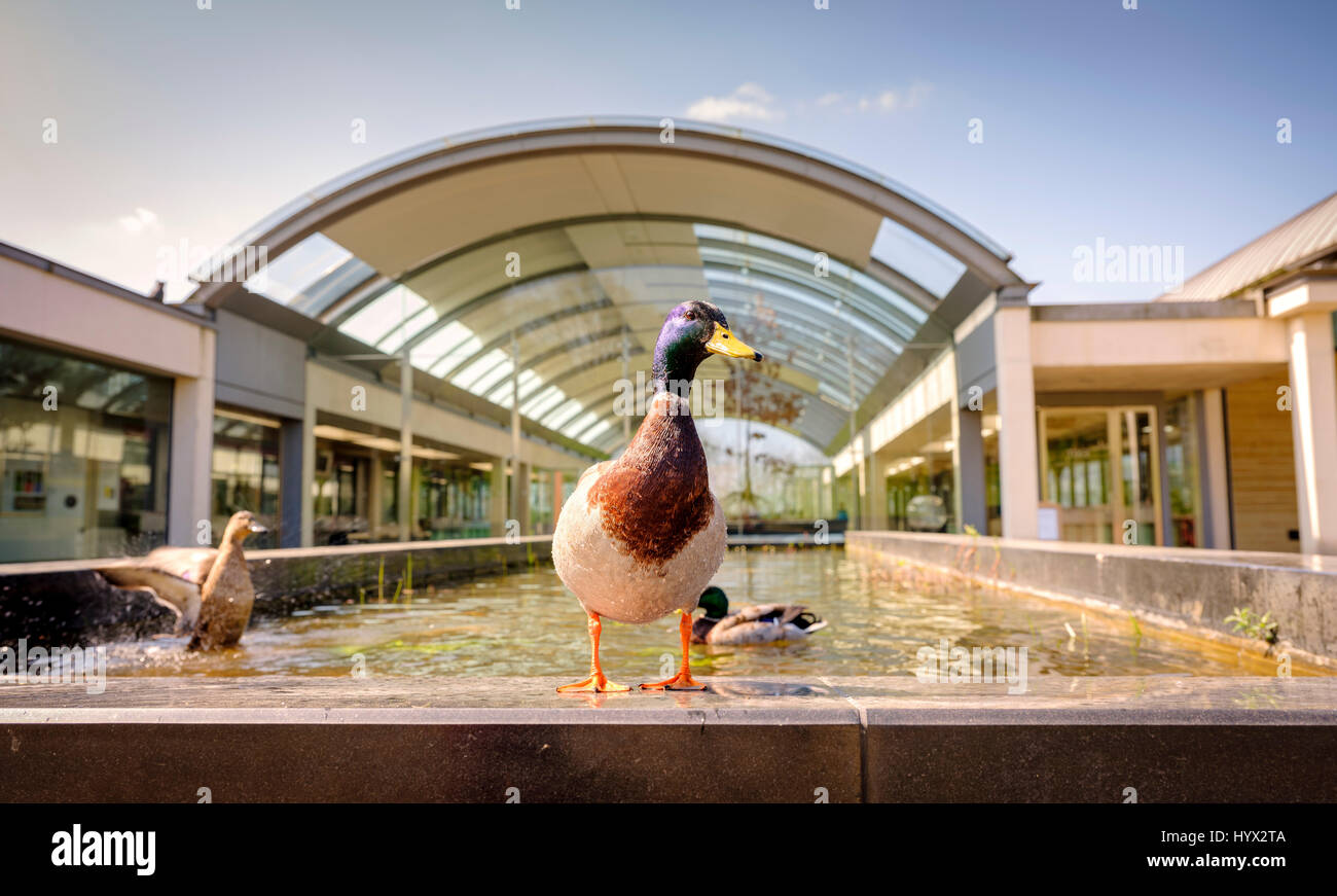 Wakehurst, UK. 7. April 2017. Wakehurst - Royal Botanic Gardens. Einführung der neuen Ausstellung im Millennium Seed Bank - Geheimnis Strukturen läuft ab sofort bis März 2018. Bildnachweis: Jim Holden/Alamy Live-Nachrichten Stockfoto