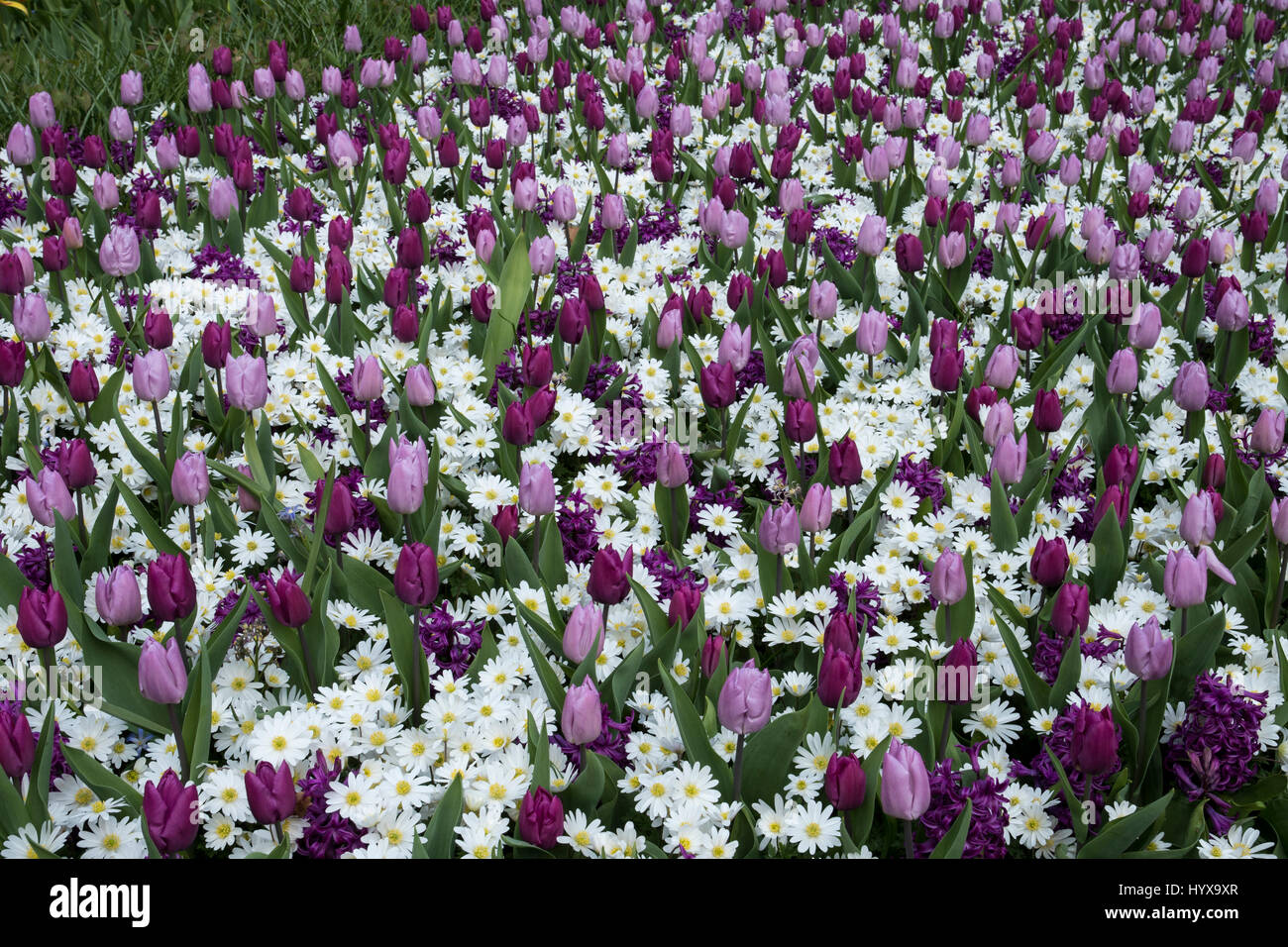 Anemone blanda weiße Pracht', hyacinthus 'purple Sensation', Tulipa 'candy Prince', Tulipa 'purple Prince' Stockfoto