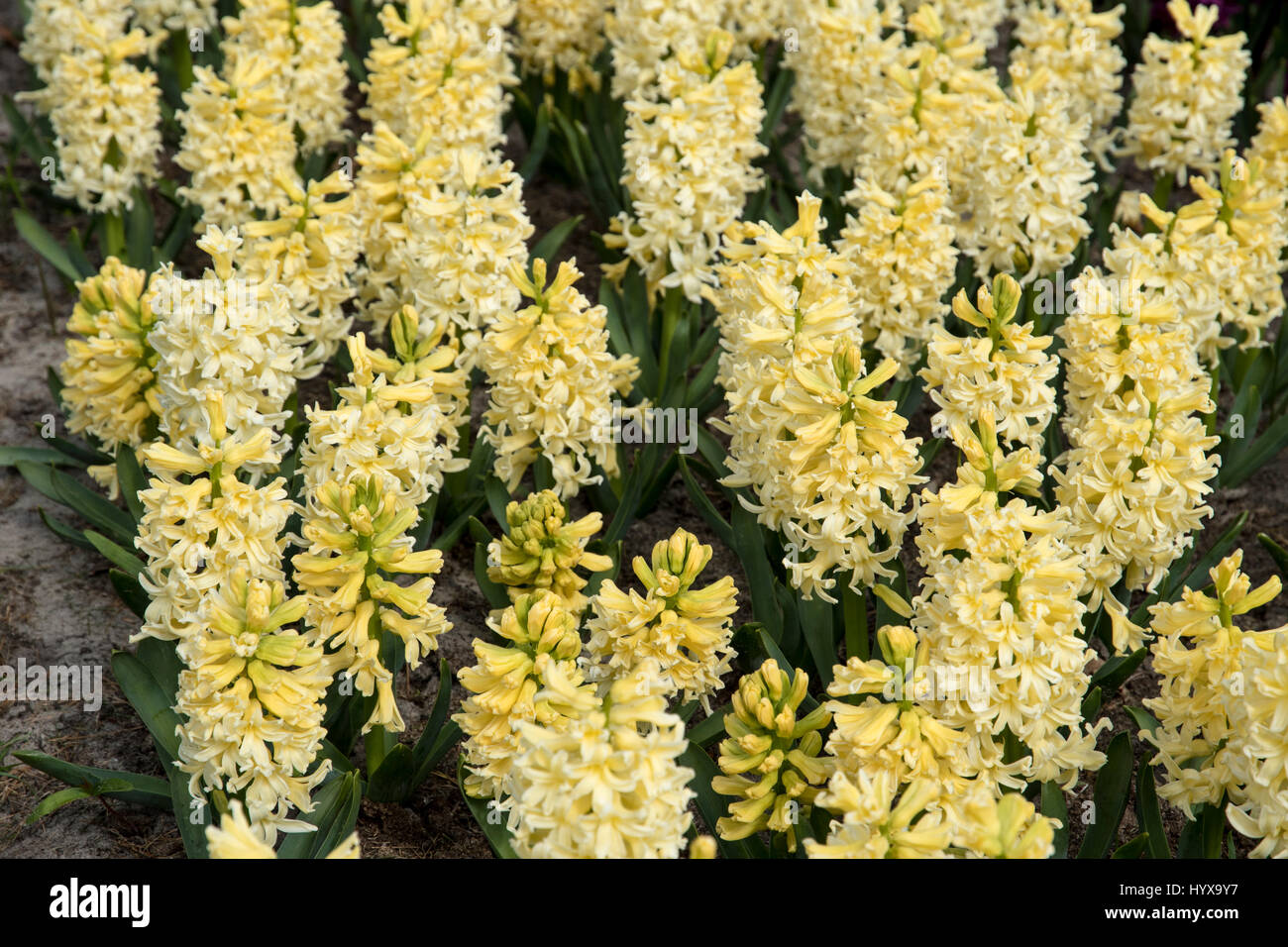 Hyacinthus 'yellow Queen' Stockfoto