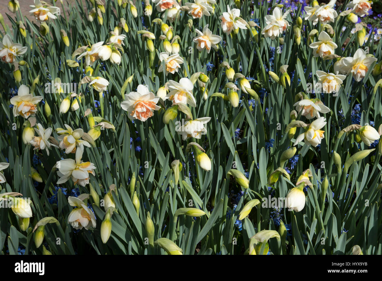 Scilla siberica, Narzissen "meine Geschichte" Stockfoto