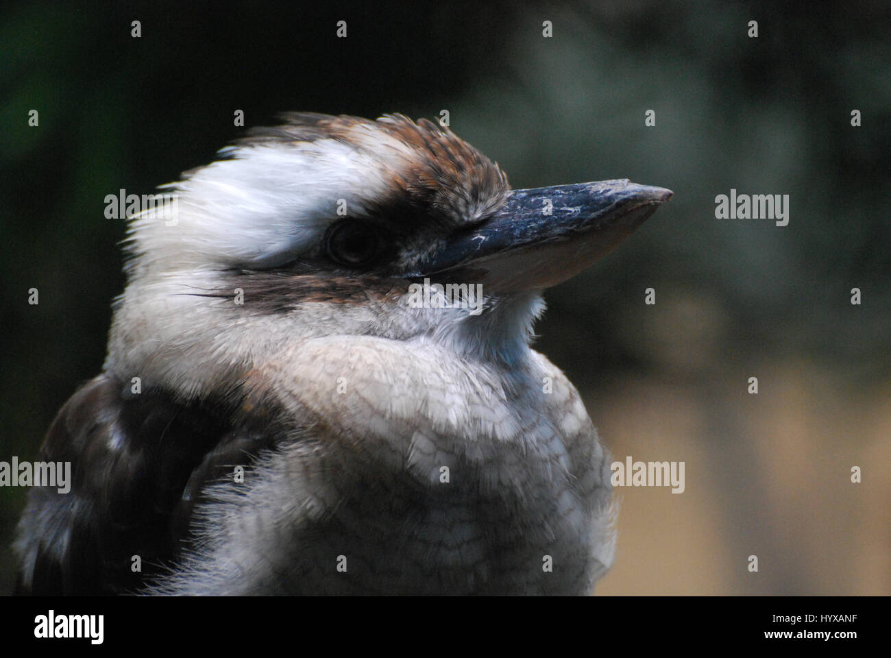 Großen Kookaburra-Vogel hautnah und persönlich. Stockfoto