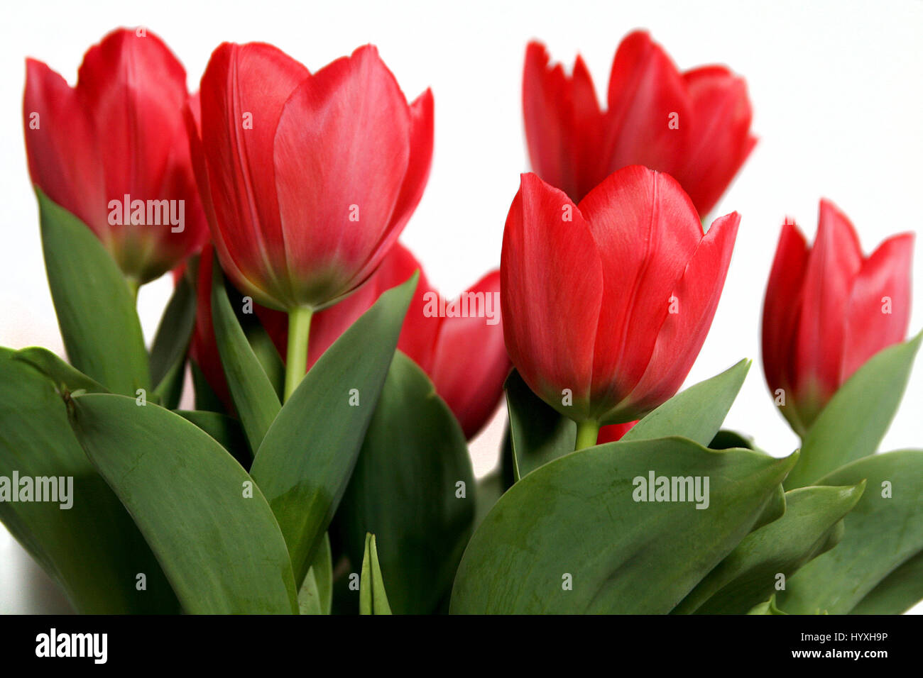 Bouquet von roten Tulpen isoliert auf weiss Stockfoto