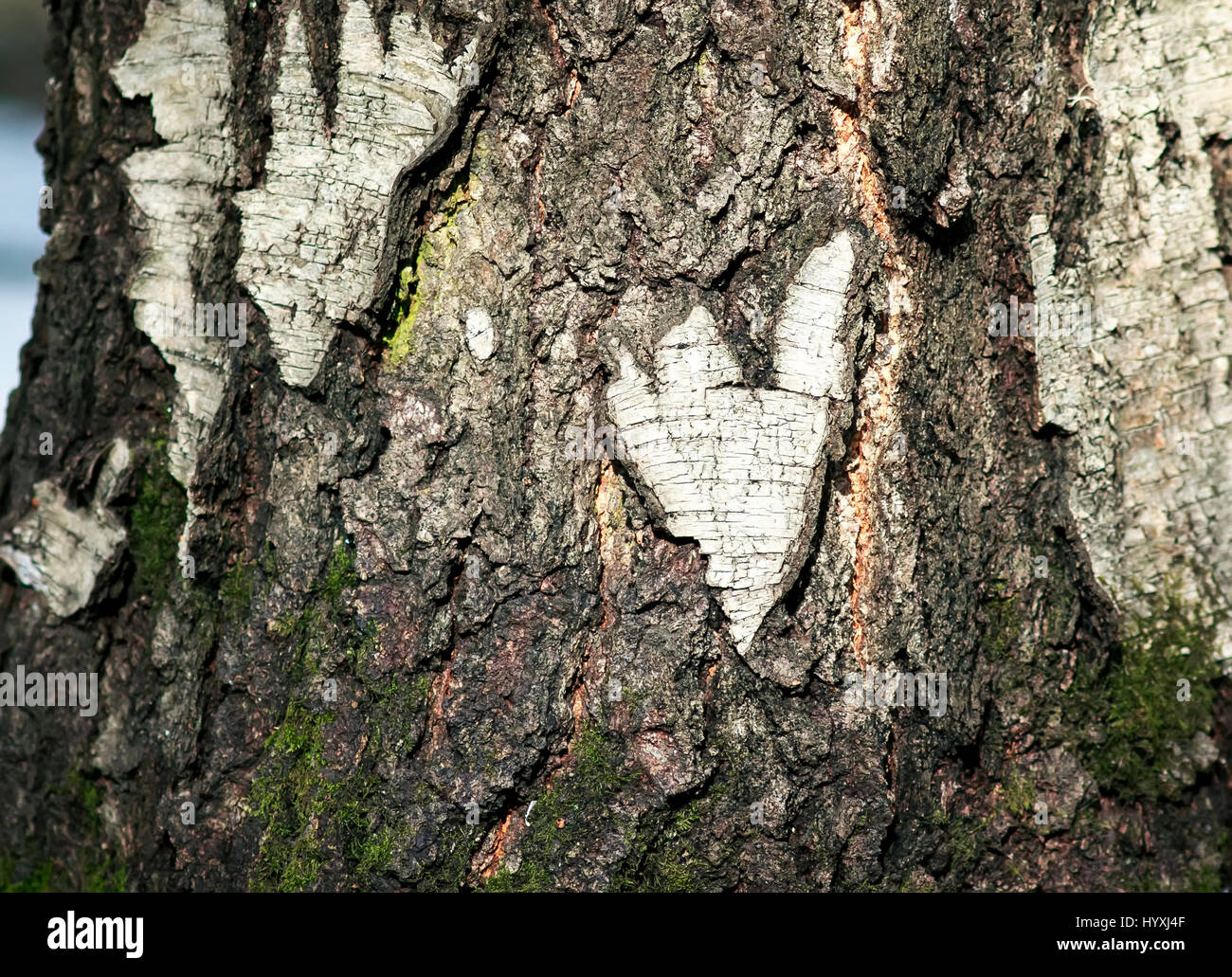 natürliche Herz Rubin die Rinde der Birke Baum im Wald Stockfoto