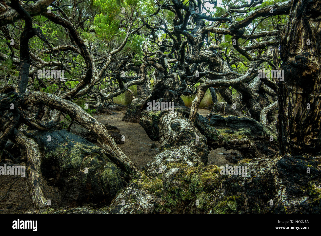 Leichte Bäume im Goblin Sumpf in großen Nationalparks. Stockfoto
